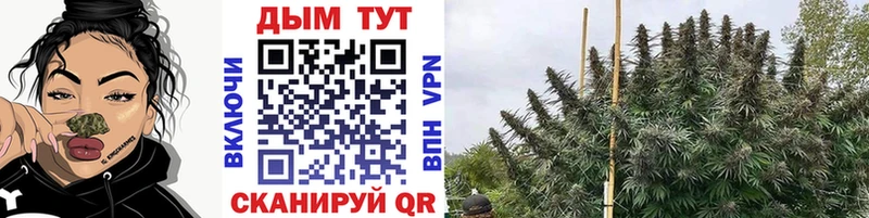 закладка  Севск  Шишки марихуана планчик 
